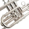 Cornetta laccata Glod ACR8356G